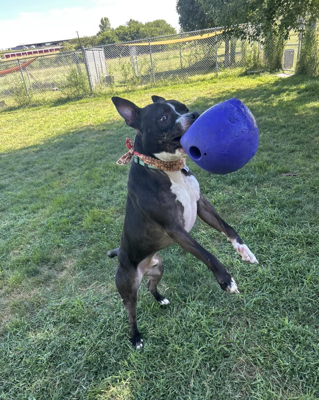 Enlarge Diesel, a Adoptable mixed breed in Maryville, MO image 5/6