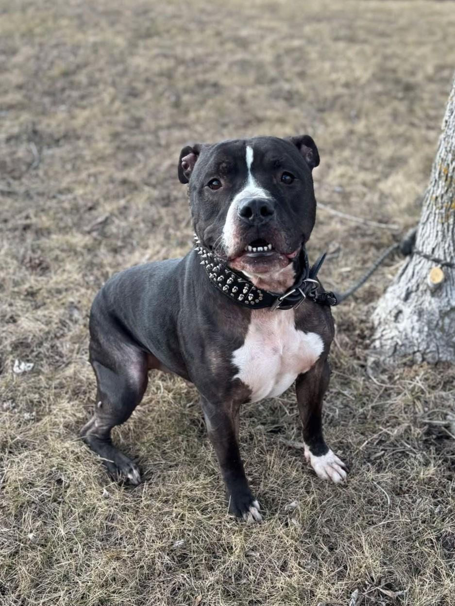 Enlarge Diesel, a Adoptable mixed breed in Maryville, MO image 6/6