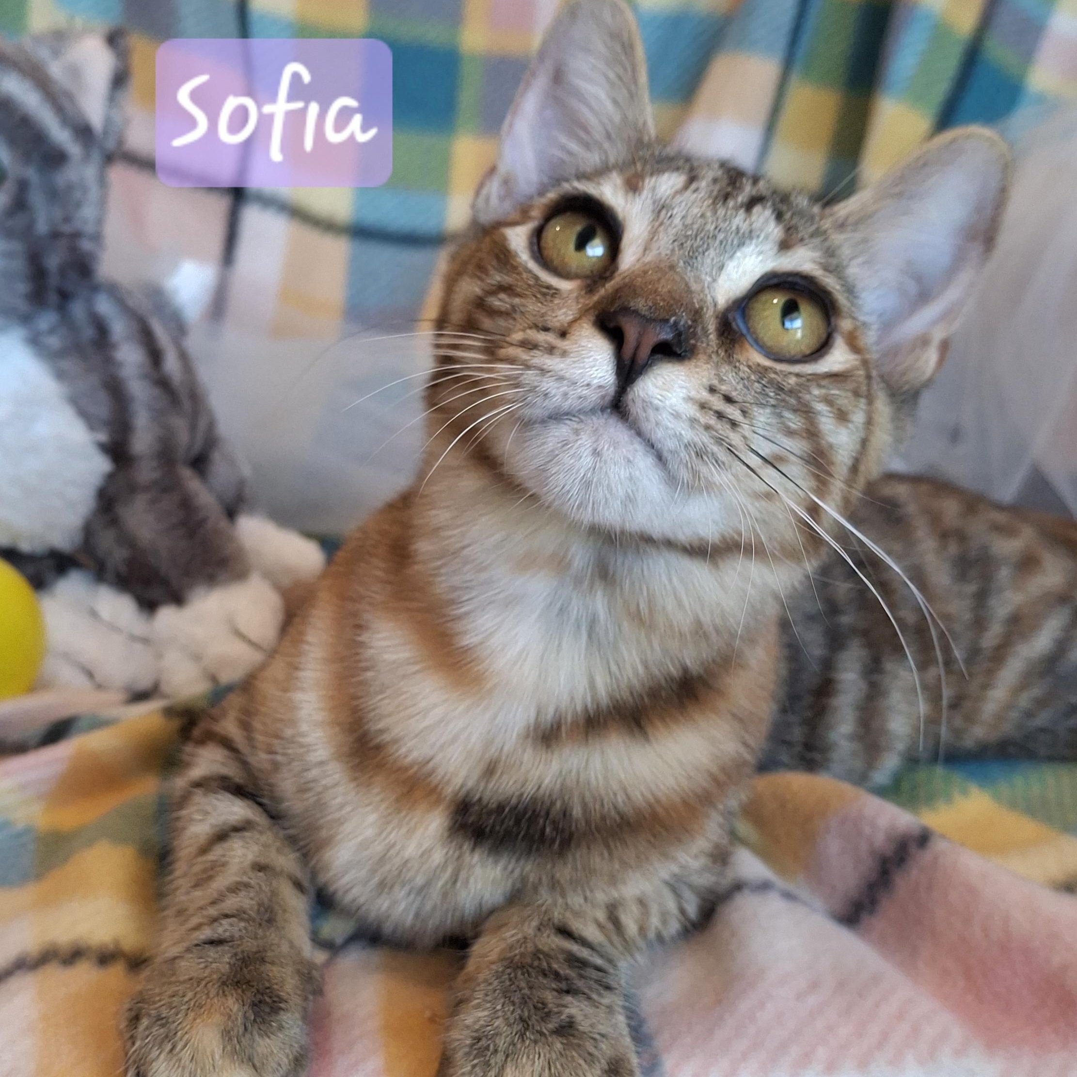 :::Sofia:::, Adoptable, Kitten Female Calico & Tabby.