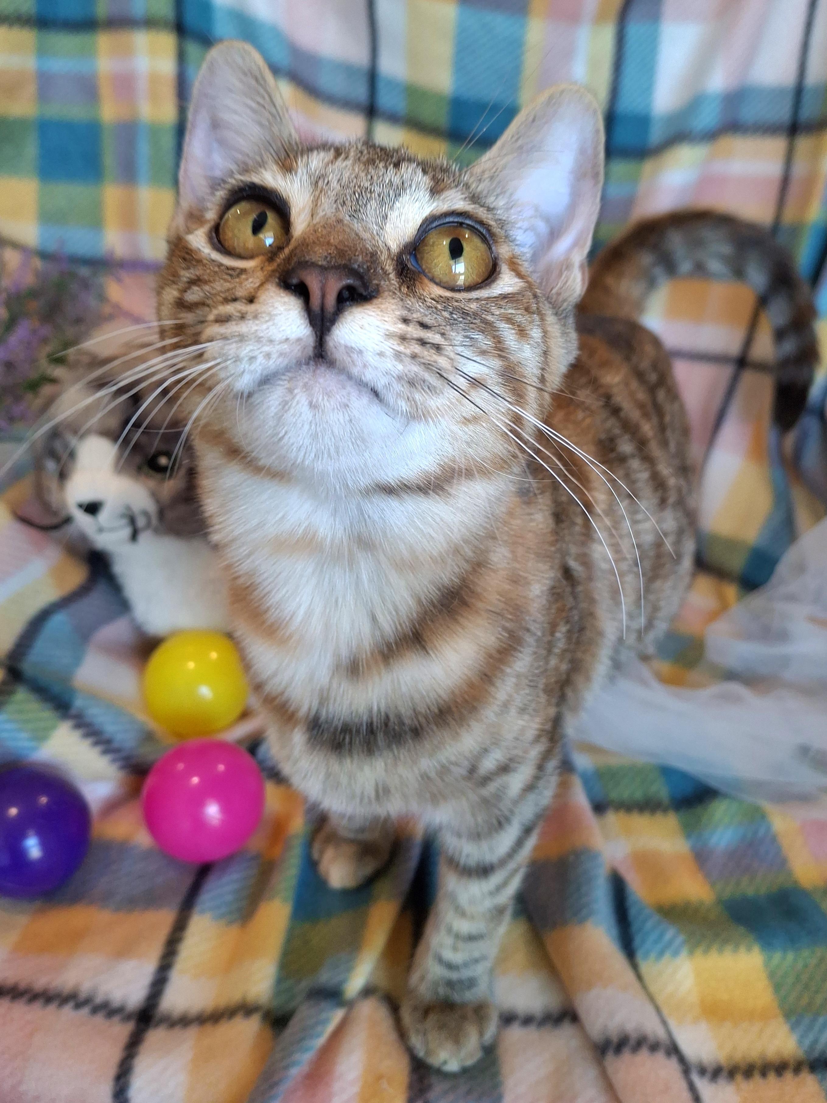 :::Sofia:::, a Adoptable mixed breed in Yorba Linda, CA image 6/6