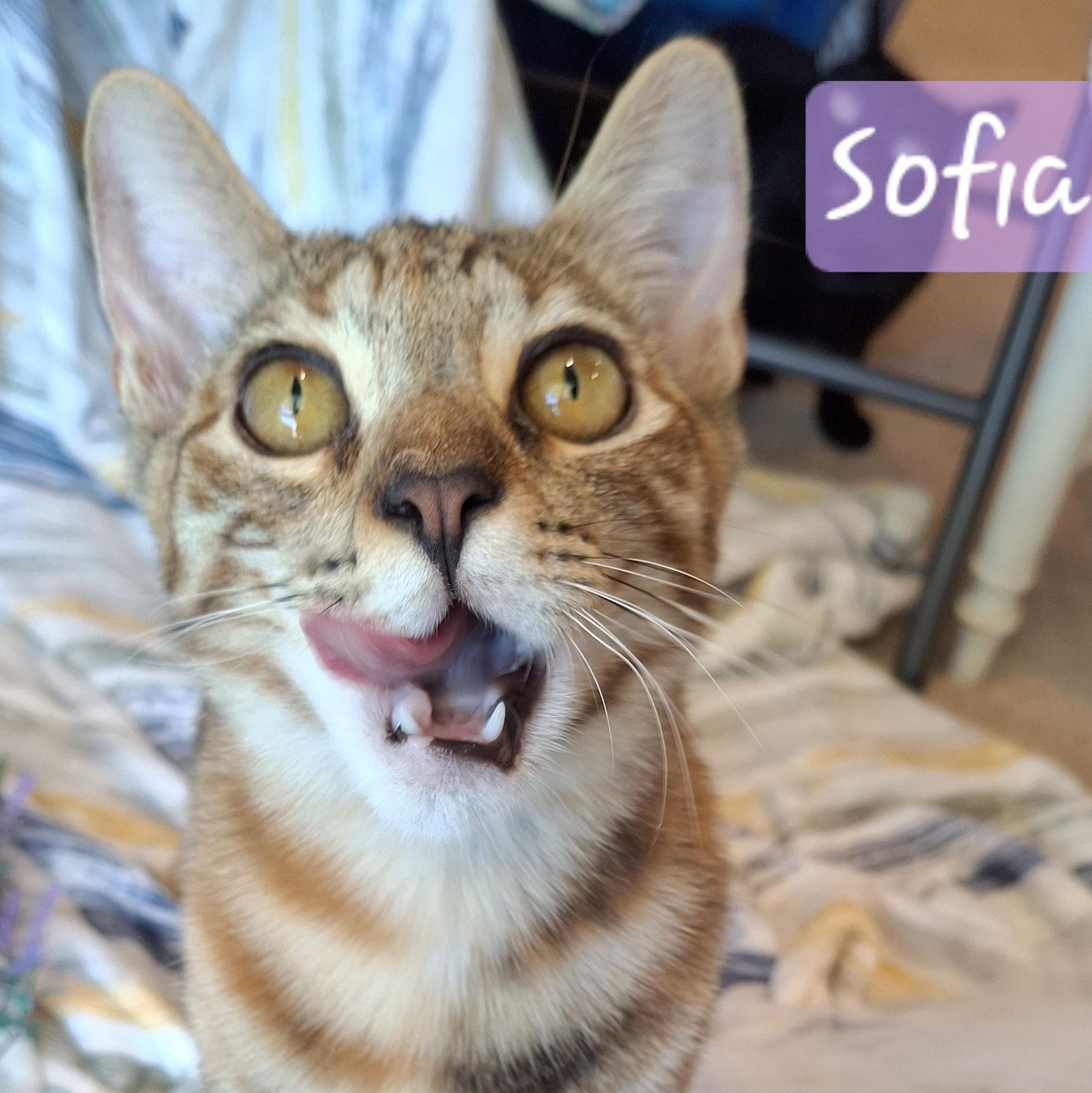 :::Sofia:::, a Adoptable mixed breed in Yorba Linda, CA image 5/6