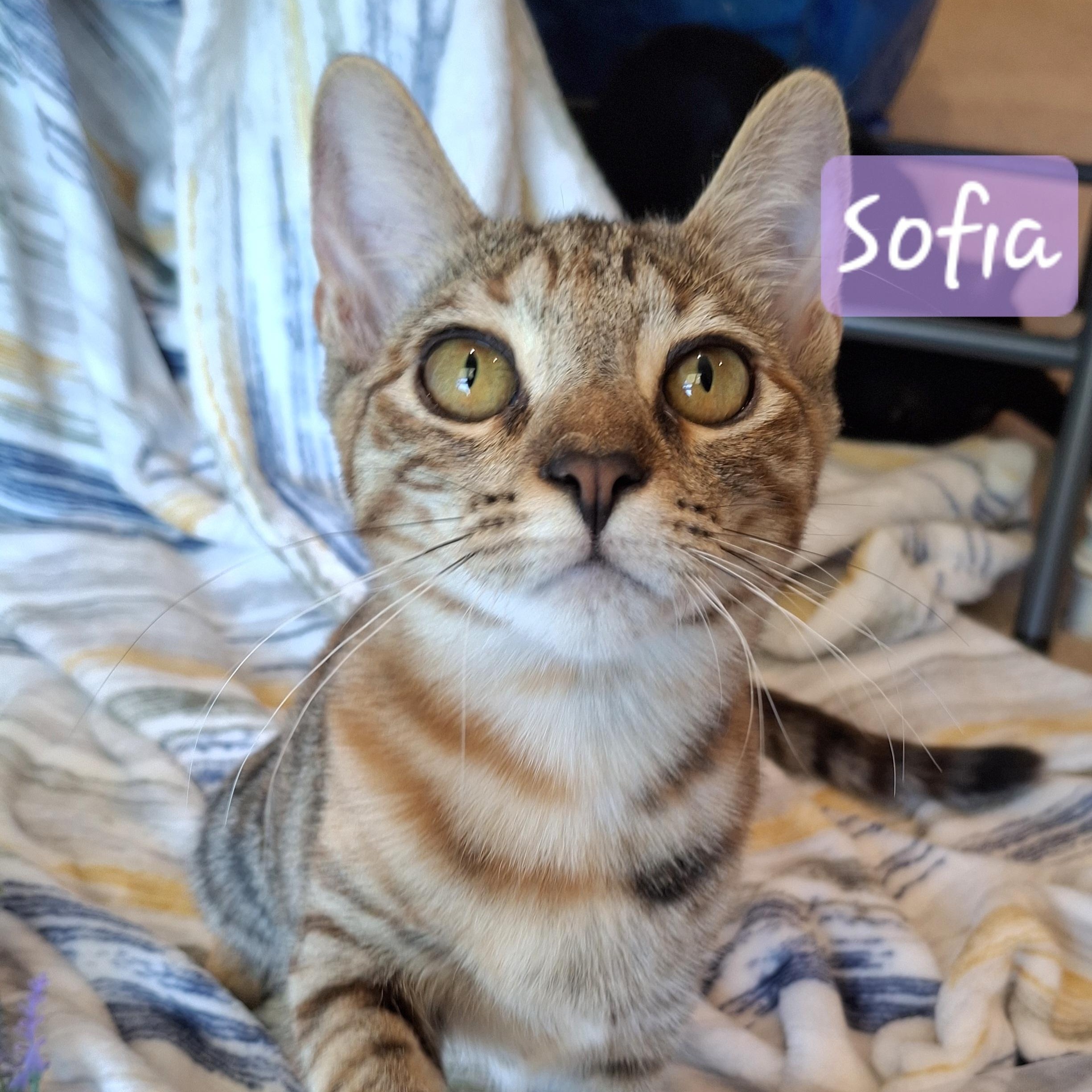:::Sofia:::, a Adoptable mixed breed in Yorba Linda, CA image 2/6