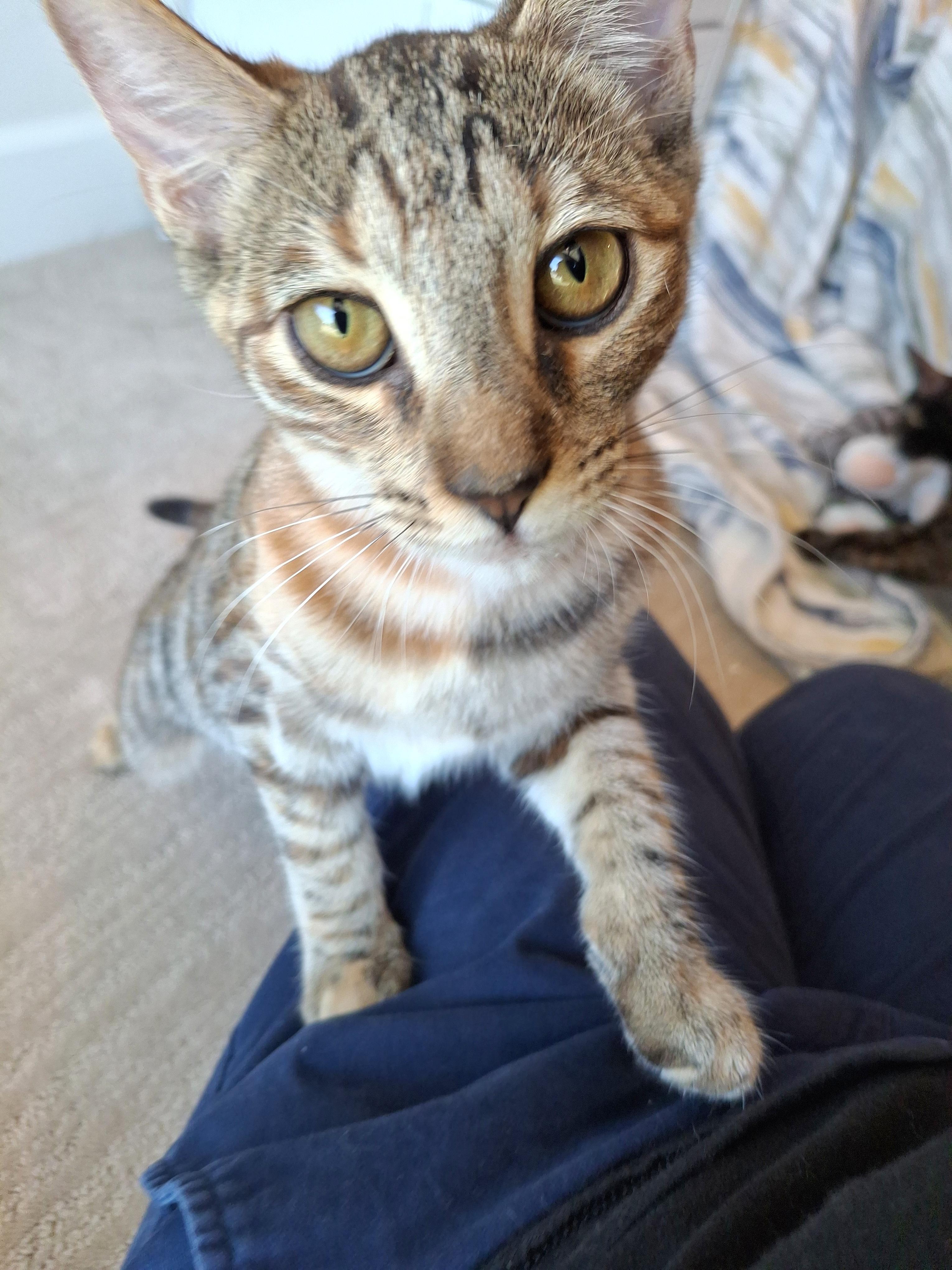 :::Sofia:::, a Adoptable mixed breed in Yorba Linda, CA image 4/6