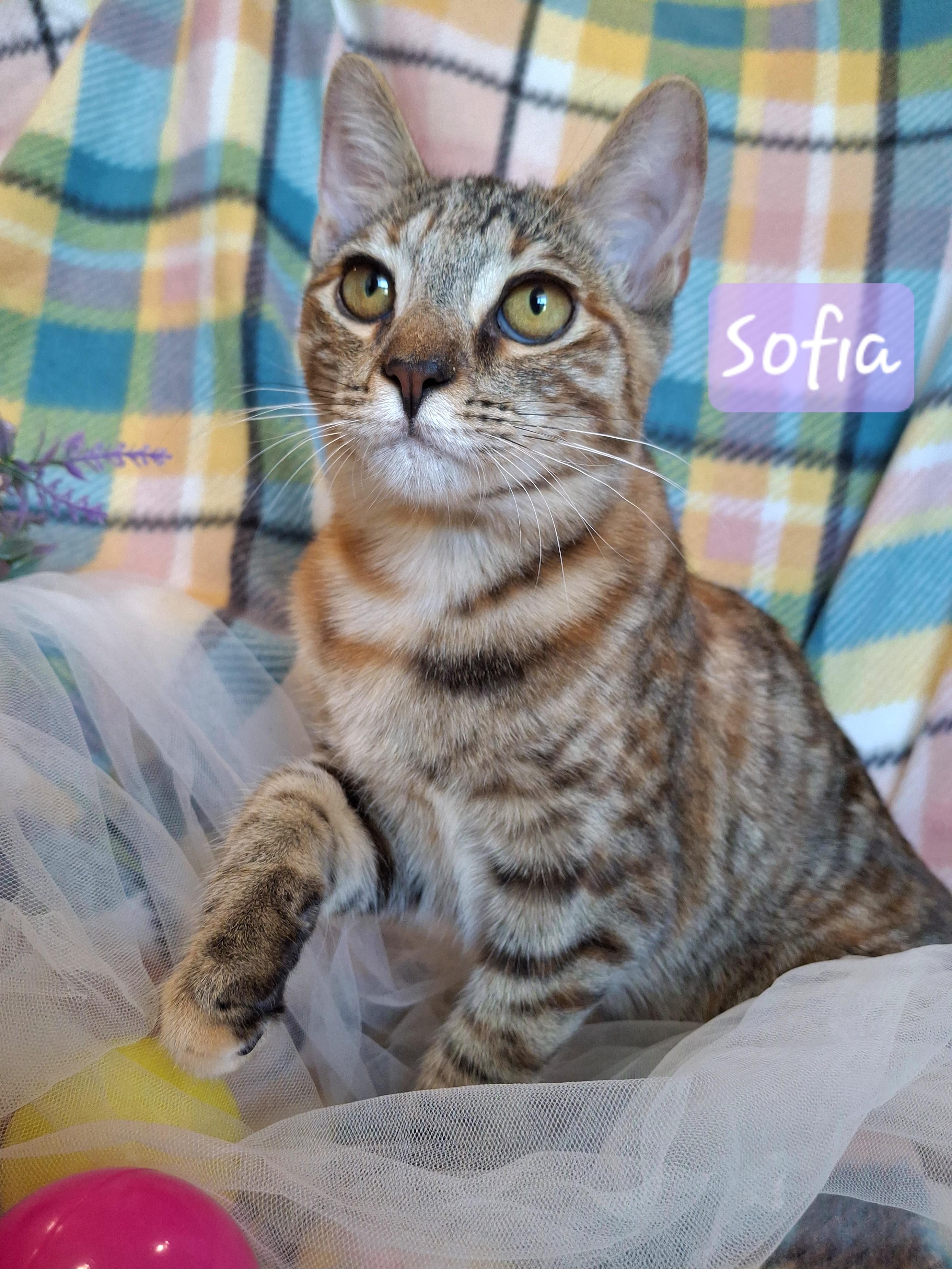:::Sofia:::, a Adoptable mixed breed in Yorba Linda, CA image 3/6