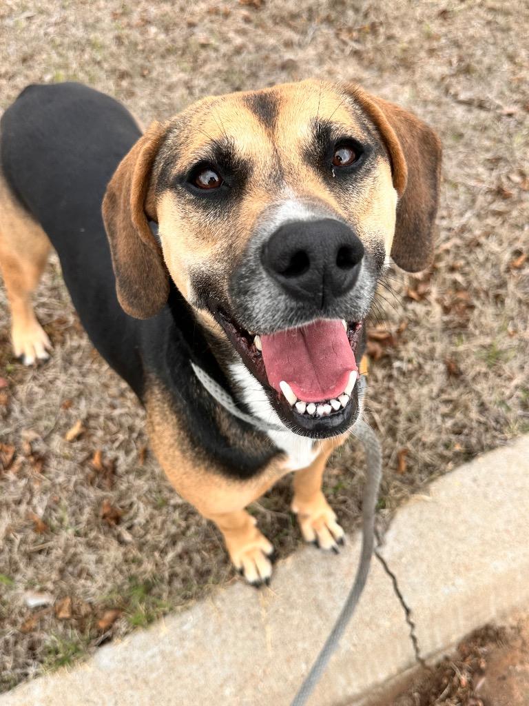 Enlarge Jasmine, a Adoptable Hound in Newcastle, OK image 2/2