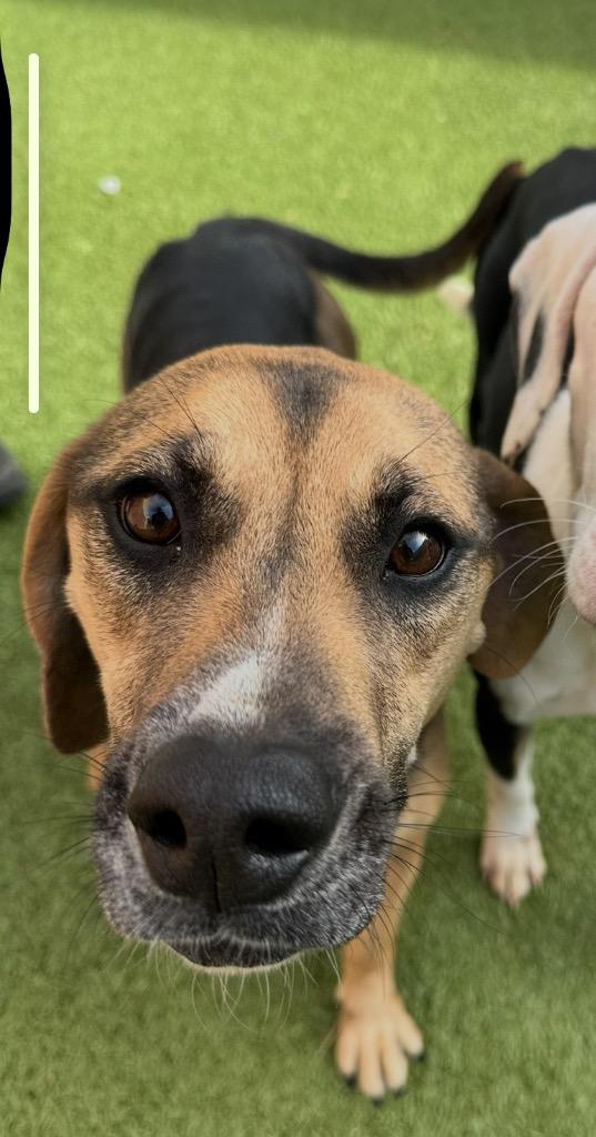 Enlarge Jasmine, a Adoptable Hound in Newcastle, OK image 1/1