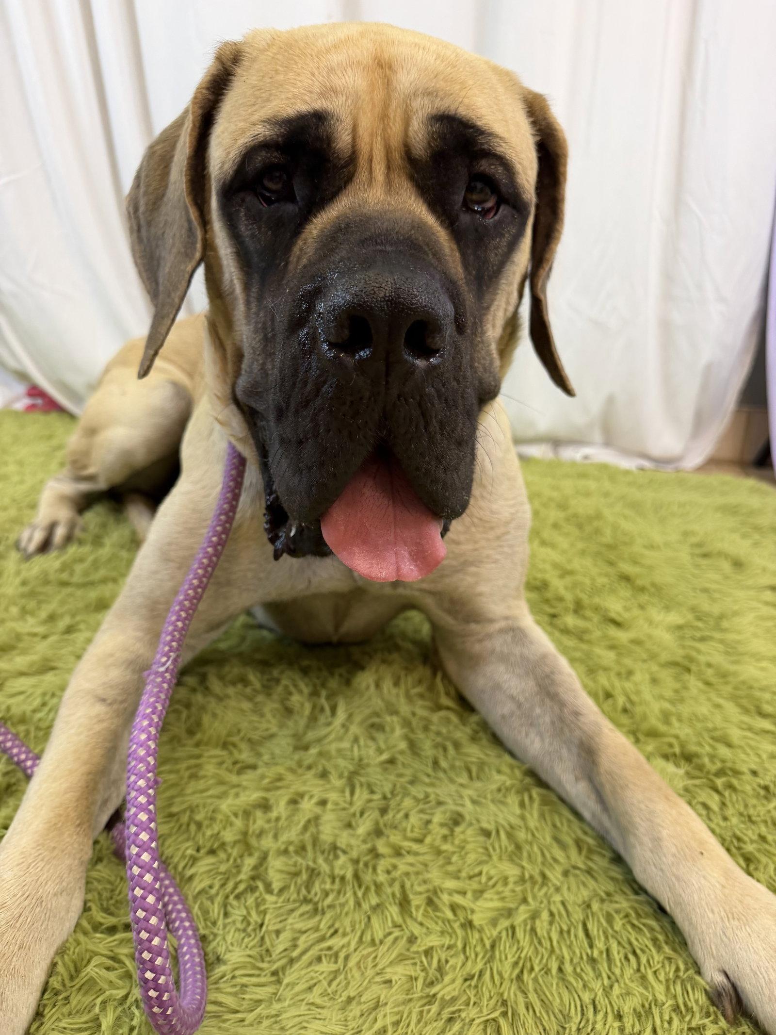 Georgianna - I was adopted!, Adoptable, Young Female Mastiff.