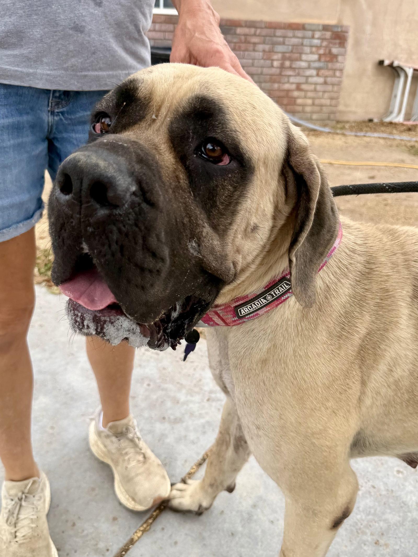 Enlarge Georgianna - I was adopted!, a Adoptable Mastiff in Glendale, AZ image 2/3