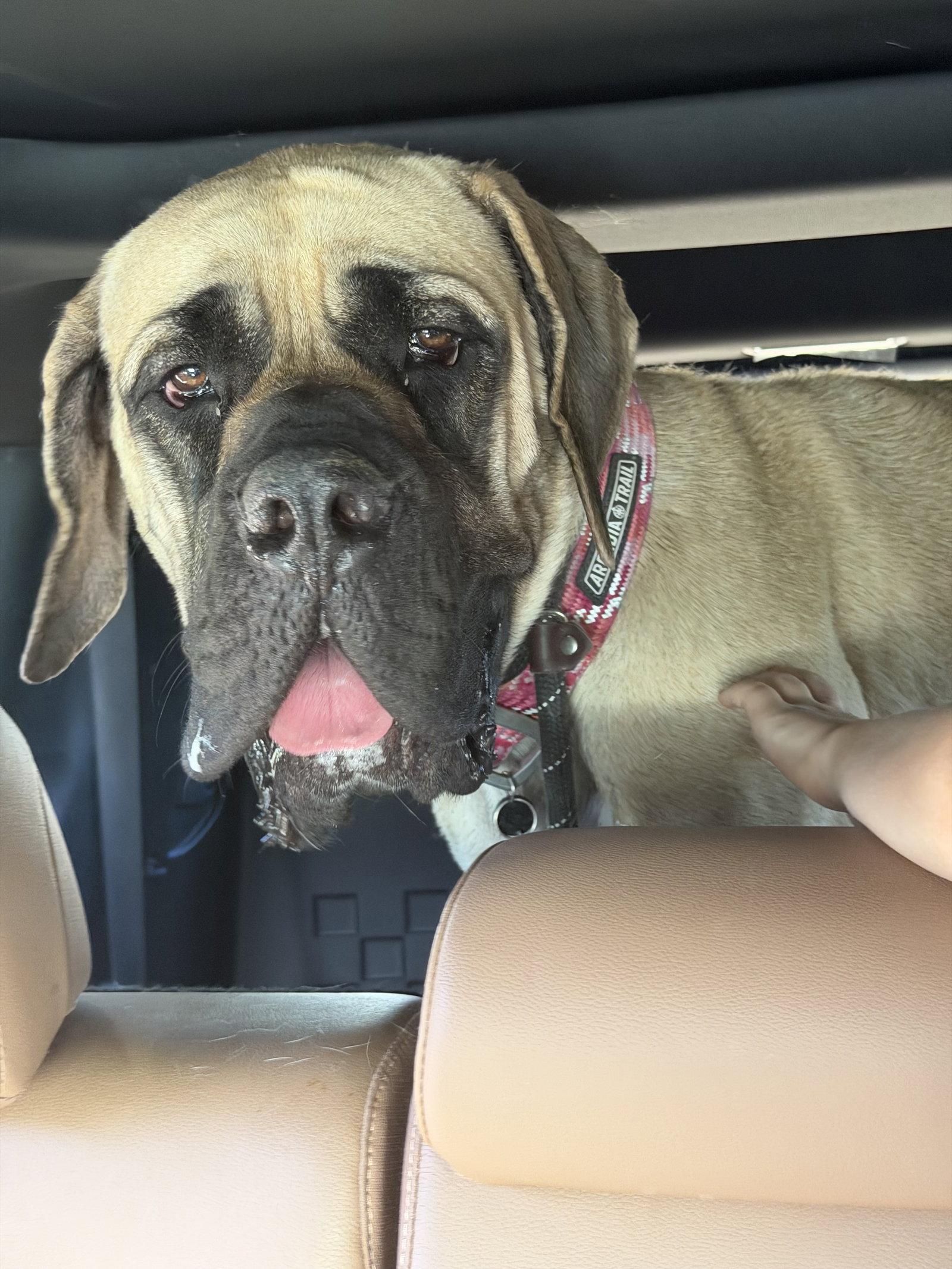 Enlarge Georgianna - I was adopted!, a Adoptable Mastiff in Glendale, AZ image 3/3