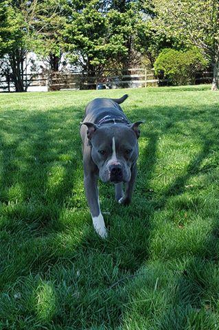 Enlarge Cameo, a Adoptable mixed breed in Westminster, MD image 1/4