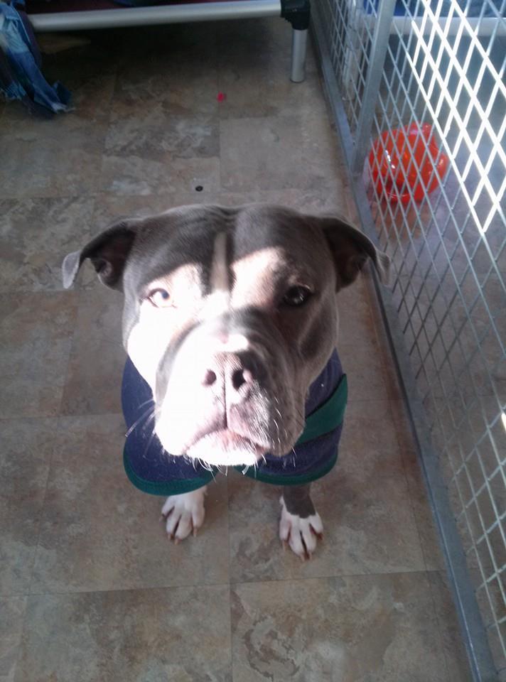 Enlarge Cameo, a Adoptable mixed breed in Westminster, MD image 2/4