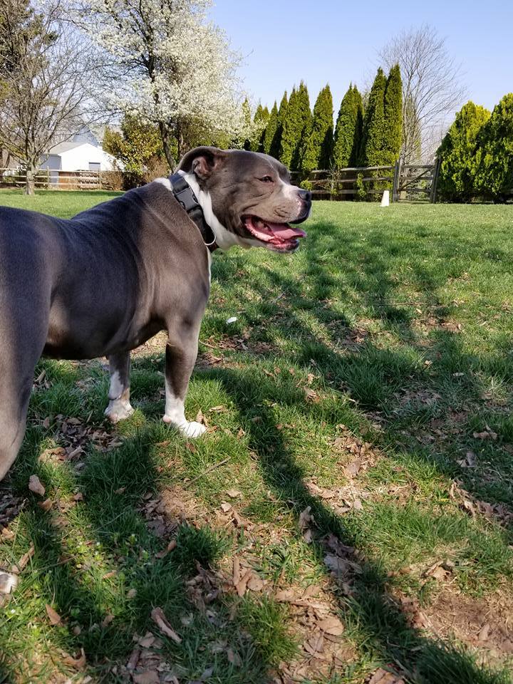 Enlarge Cameo, a Adoptable mixed breed in Westminster, MD image 4/4