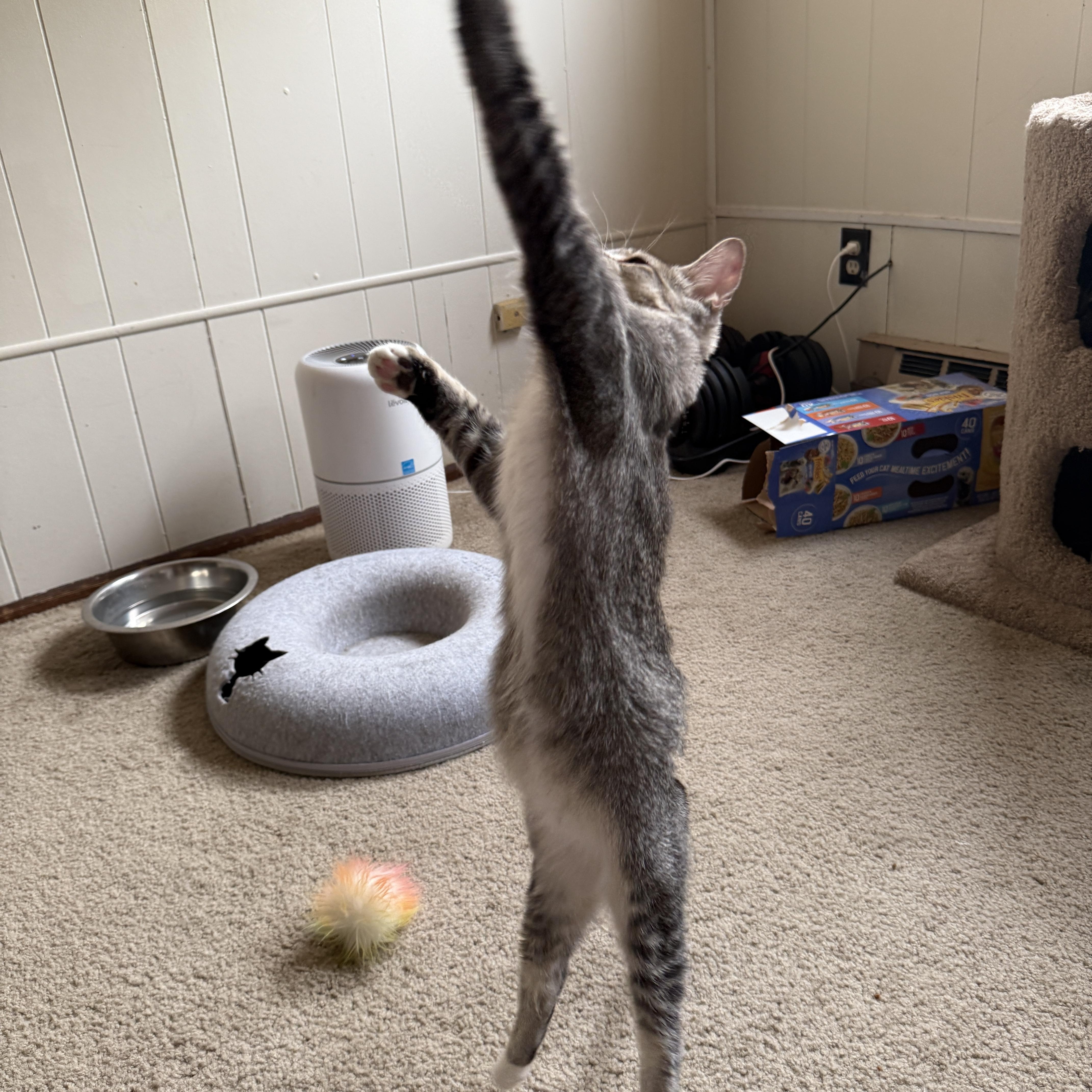 Maple Syrup thumbnail 6