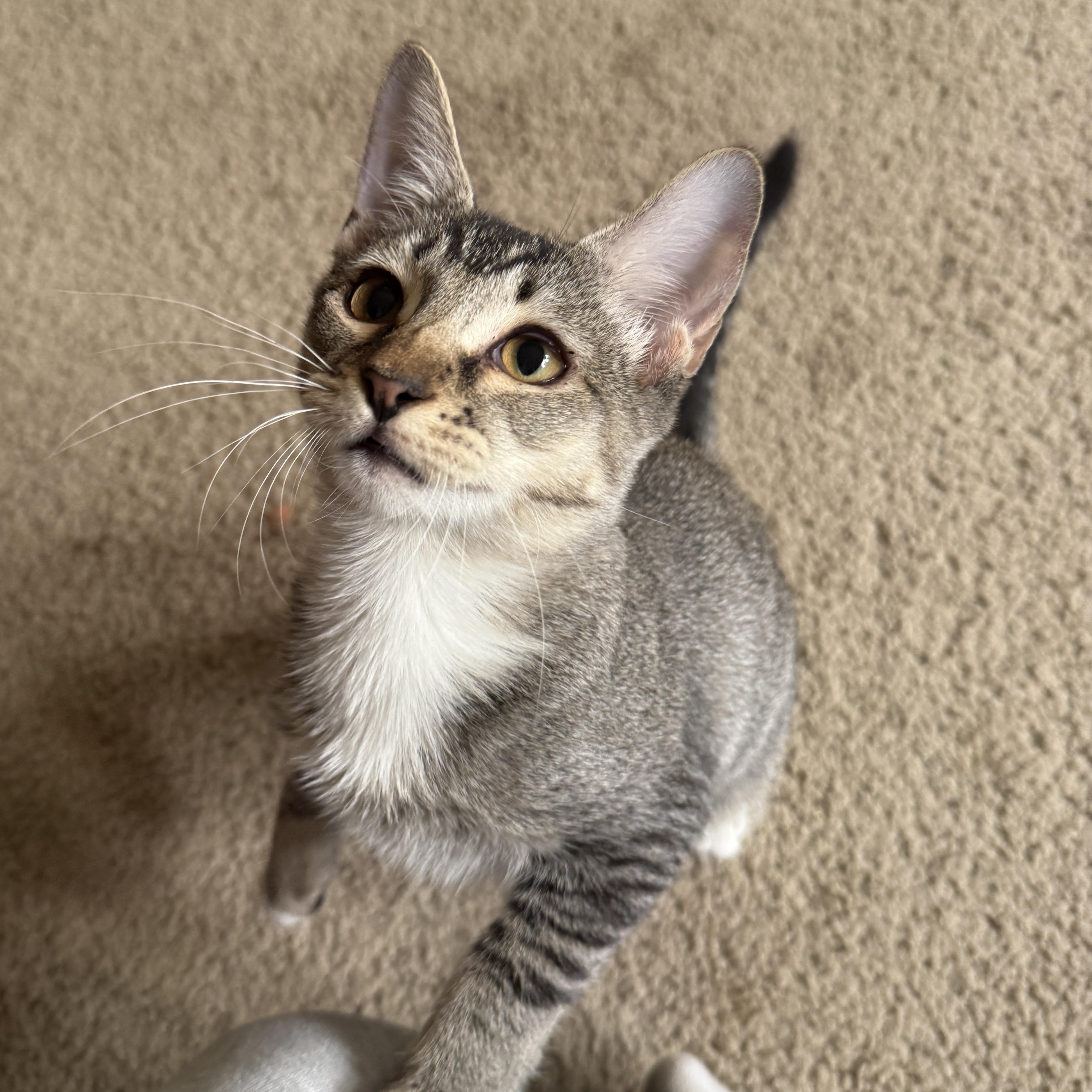 Maple Syrup thumbnail 2