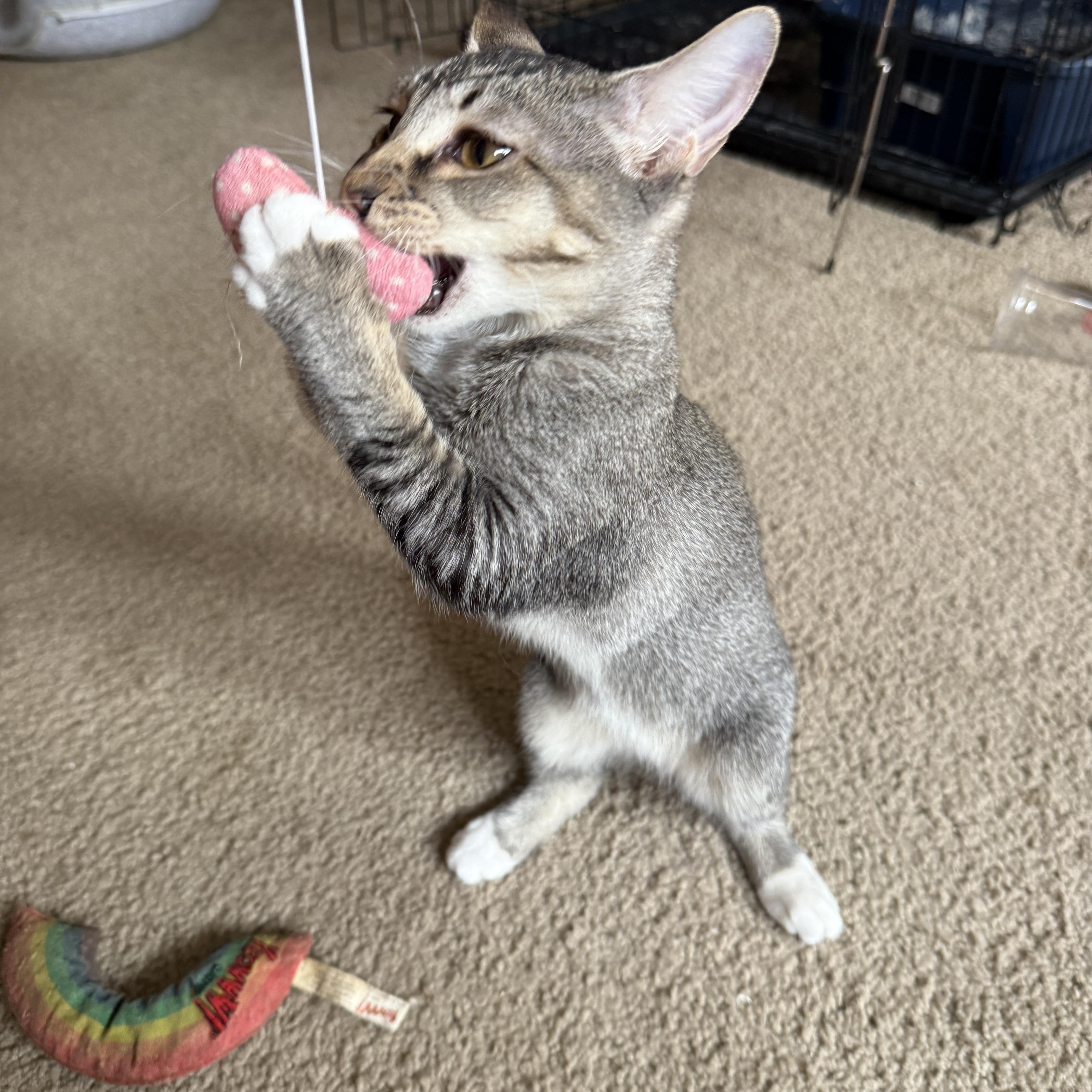 Maple Syrup thumbnail 4