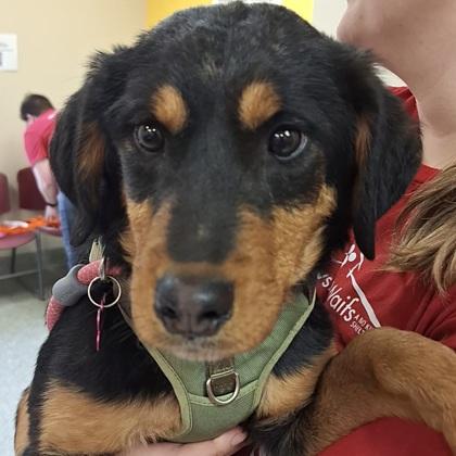 Gloria, Adoptable, Adult Female Bernese Mountain Dog & Rottweiler.
