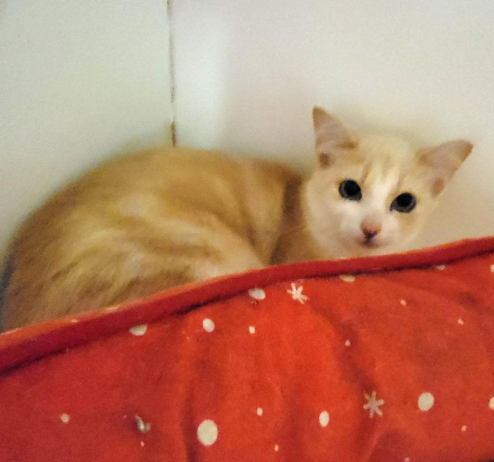 Enlarge Tippy #tunnel-whiz, a Adoptable mixed breed in Houston, TX image 3/3