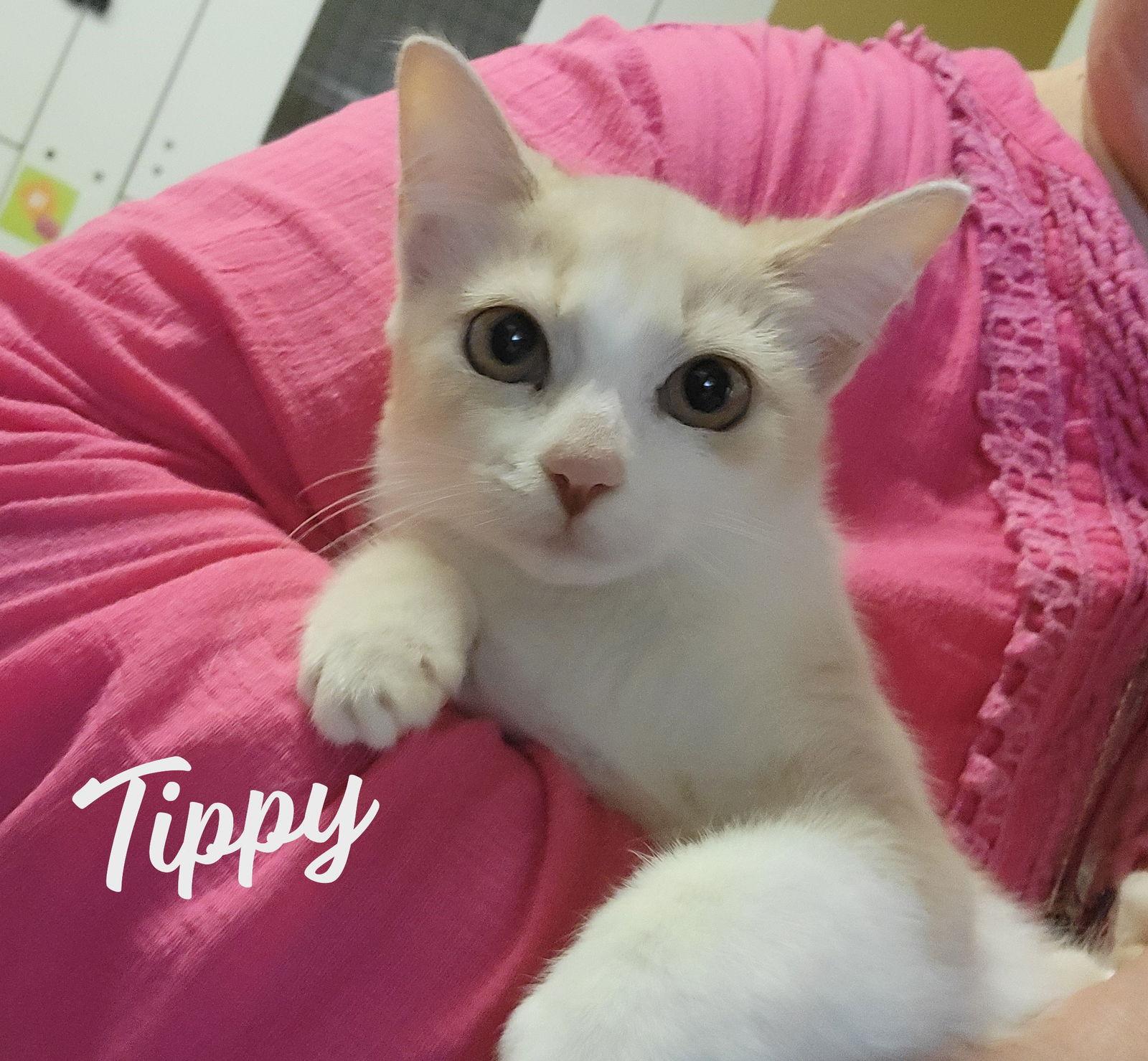 Tippy #tunnel-whiz, Adoptable, Young Female Tabby & Domestic Short Hair.