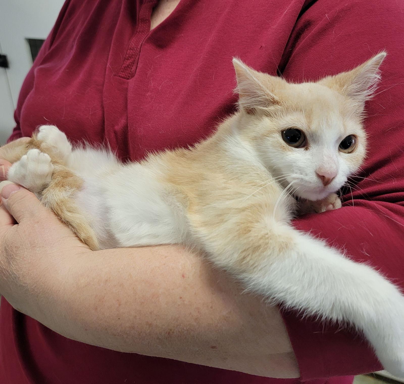 Enlarge Tippy #tunnel-whiz, a Adoptable mixed breed in Houston, TX image 2/3