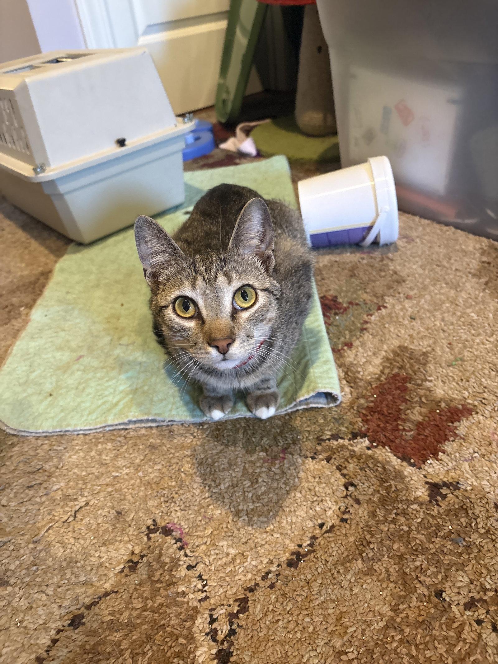 Simba, a Adoptable Domestic Short Hair in White Bluff, TN image 1/2