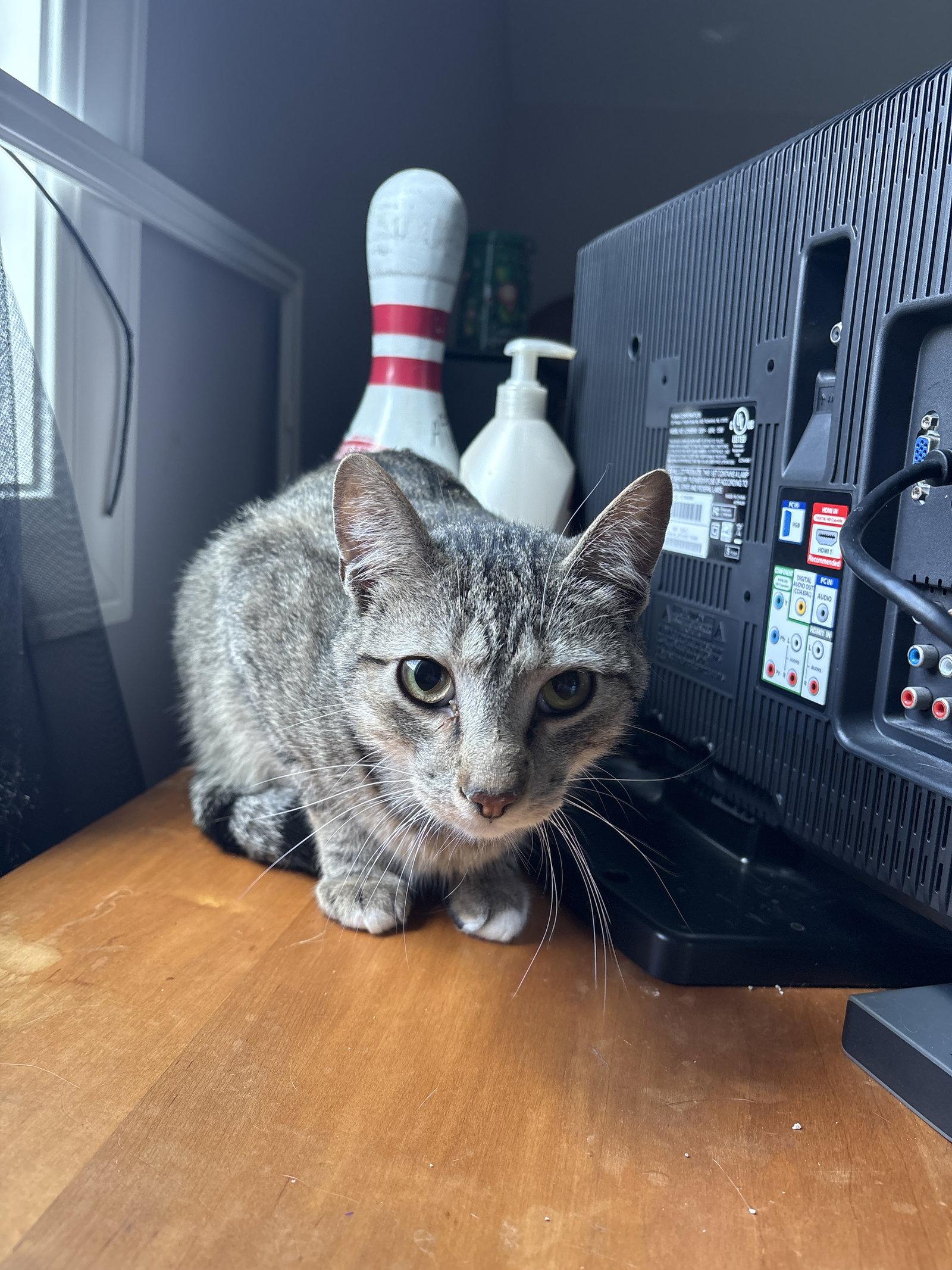 Simba, a Adoptable Domestic Short Hair in White Bluff, TN image 2/2