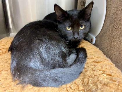 Enlarge Comme Ci, a Adoptable Domestic Short Hair in Gray, LA image 1/1