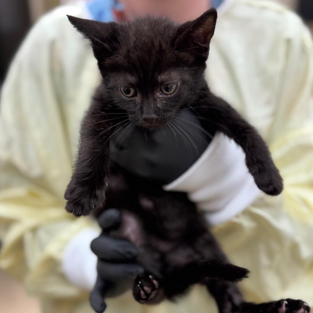 Calliope(lime), Adoptable, Kitten Male Domestic Short Hair.