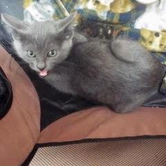 Samba photo 4