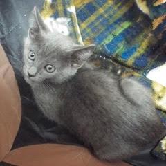 Samba photo 5