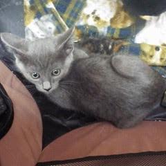 Samba photo 2