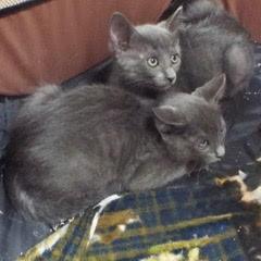 Samba photo 6