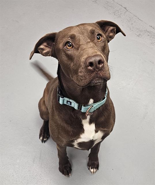 Enlarge BunBun, a ADOPTABLE mixed breed in Phoenix, OR image 1/1