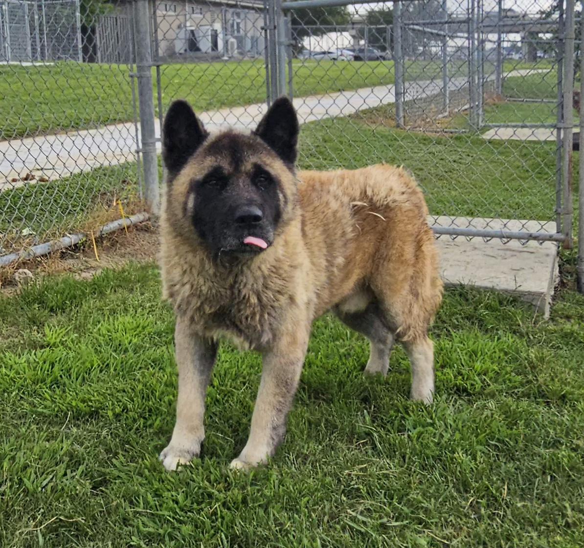 Adoption fee includes age-appropriate vaccinations spayneuter heartworm test and microchip Dog