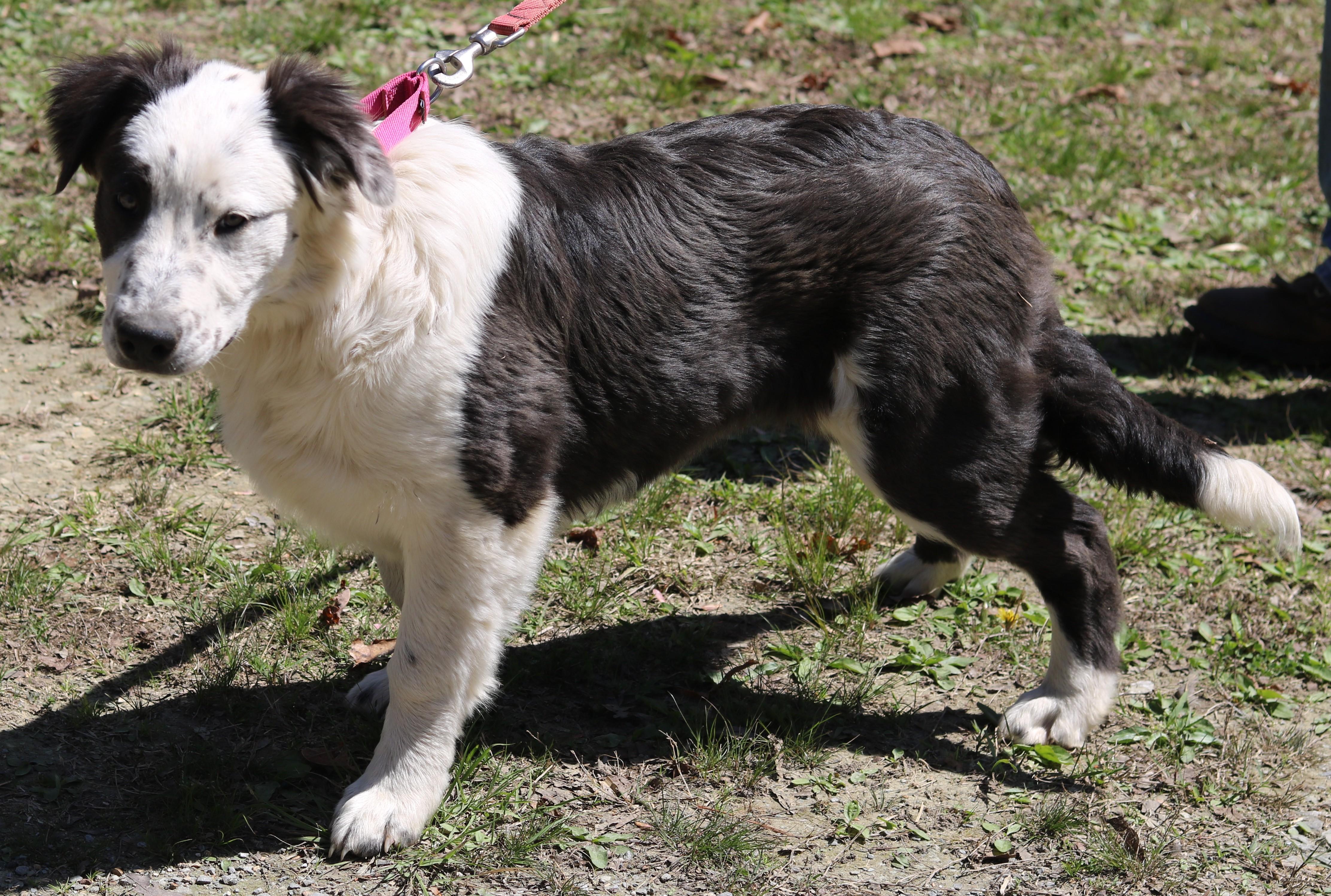 Enlarge Prissy, a ADOPTABLE mixed breed in Cedartown, GA image 3/3