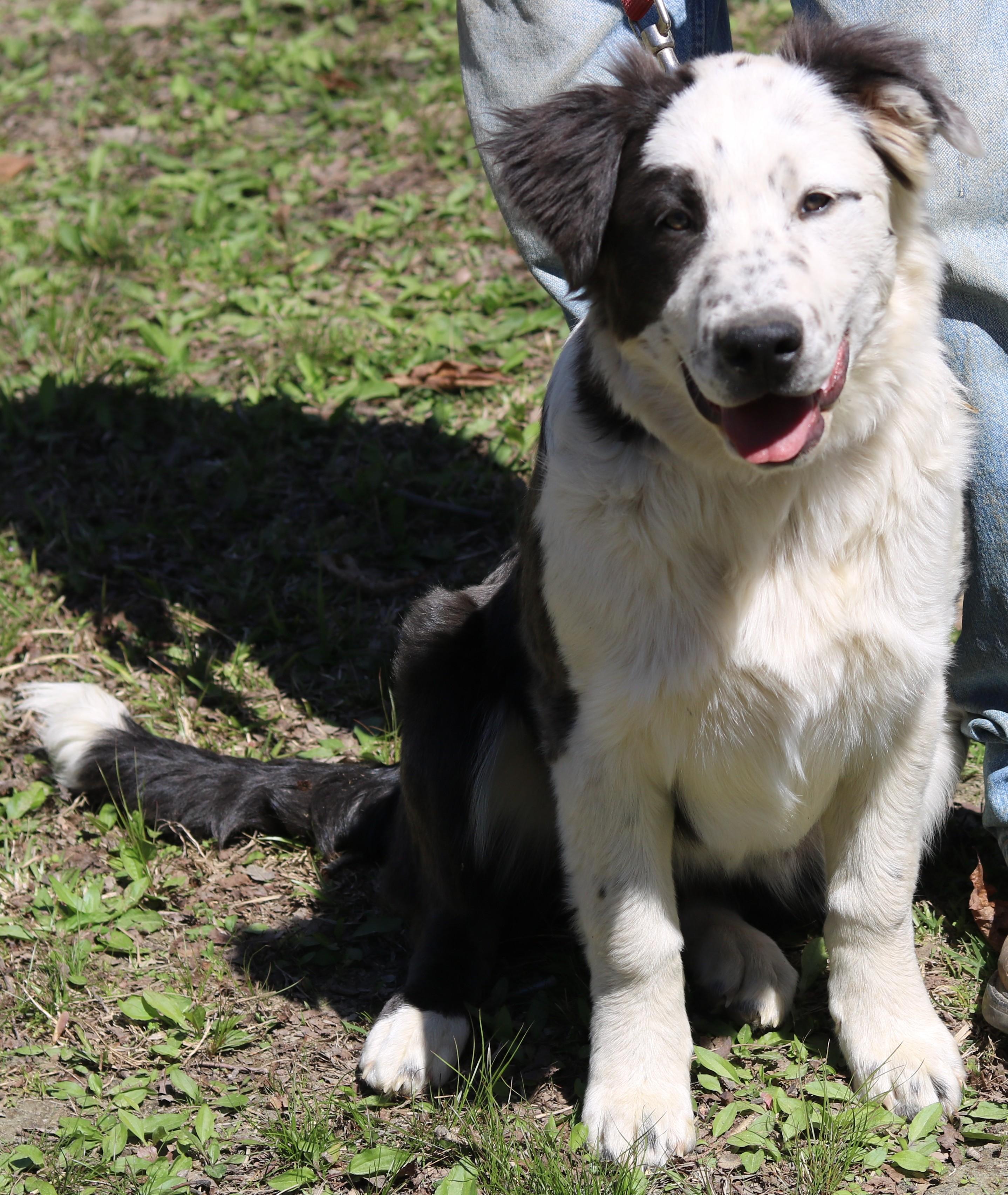 Enlarge Prissy, a ADOPTABLE mixed breed in Cedartown, GA image 2/3