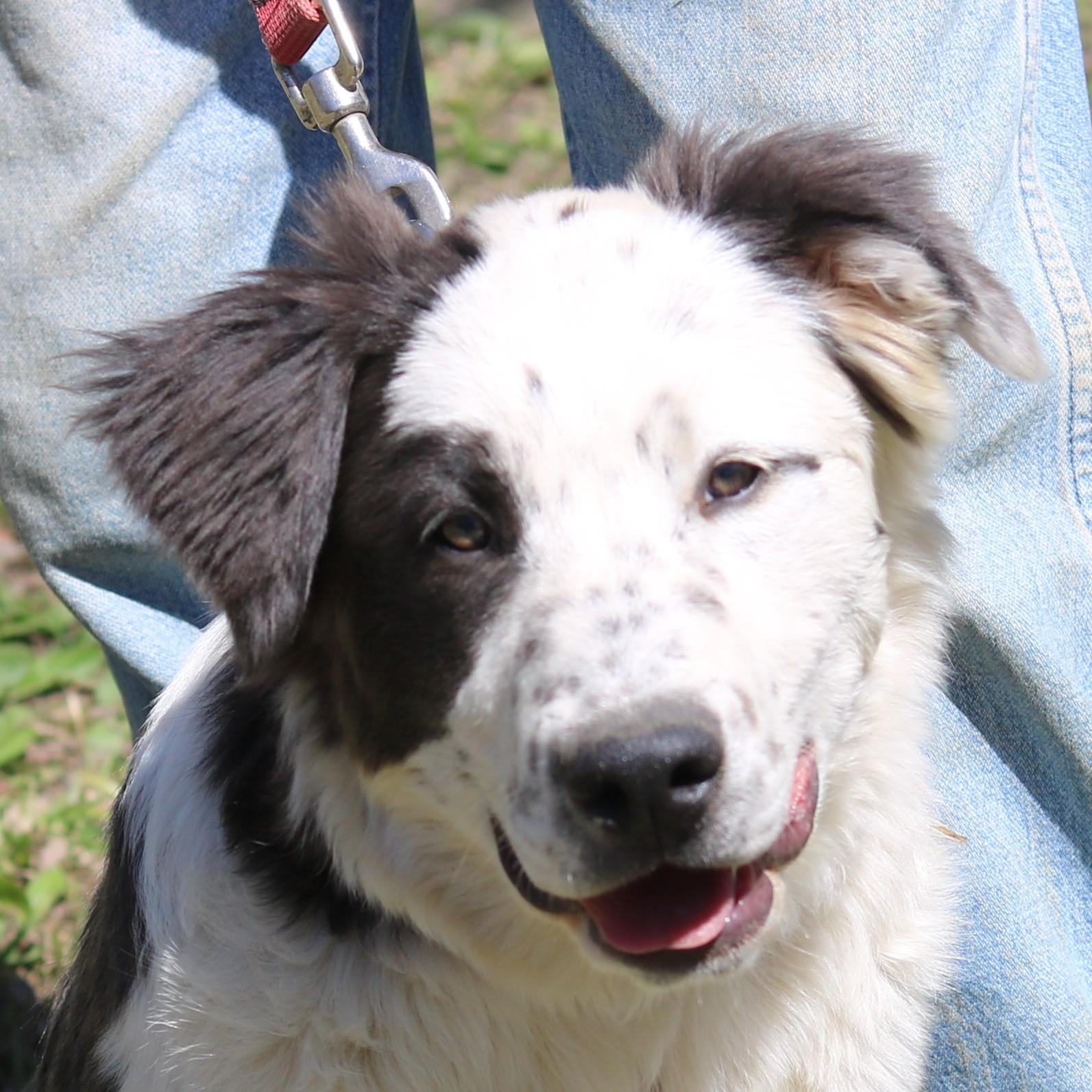 Prissy, ADOPTABLE, Young Female Border Collie & Retriever.
