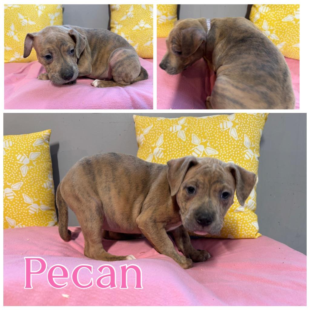 Enlarge Pecan, a Adoptable mixed breed in Charlotte, MI image 1/2