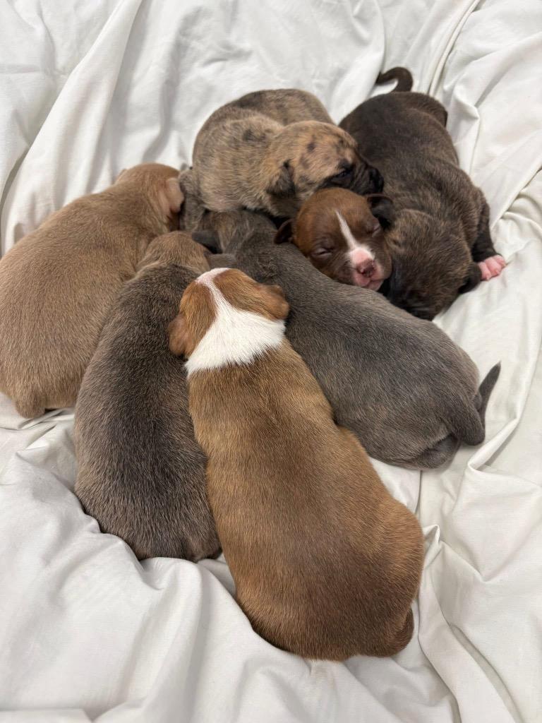 Enlarge Pecan, a Adoptable mixed breed in Charlotte, MI image 2/2