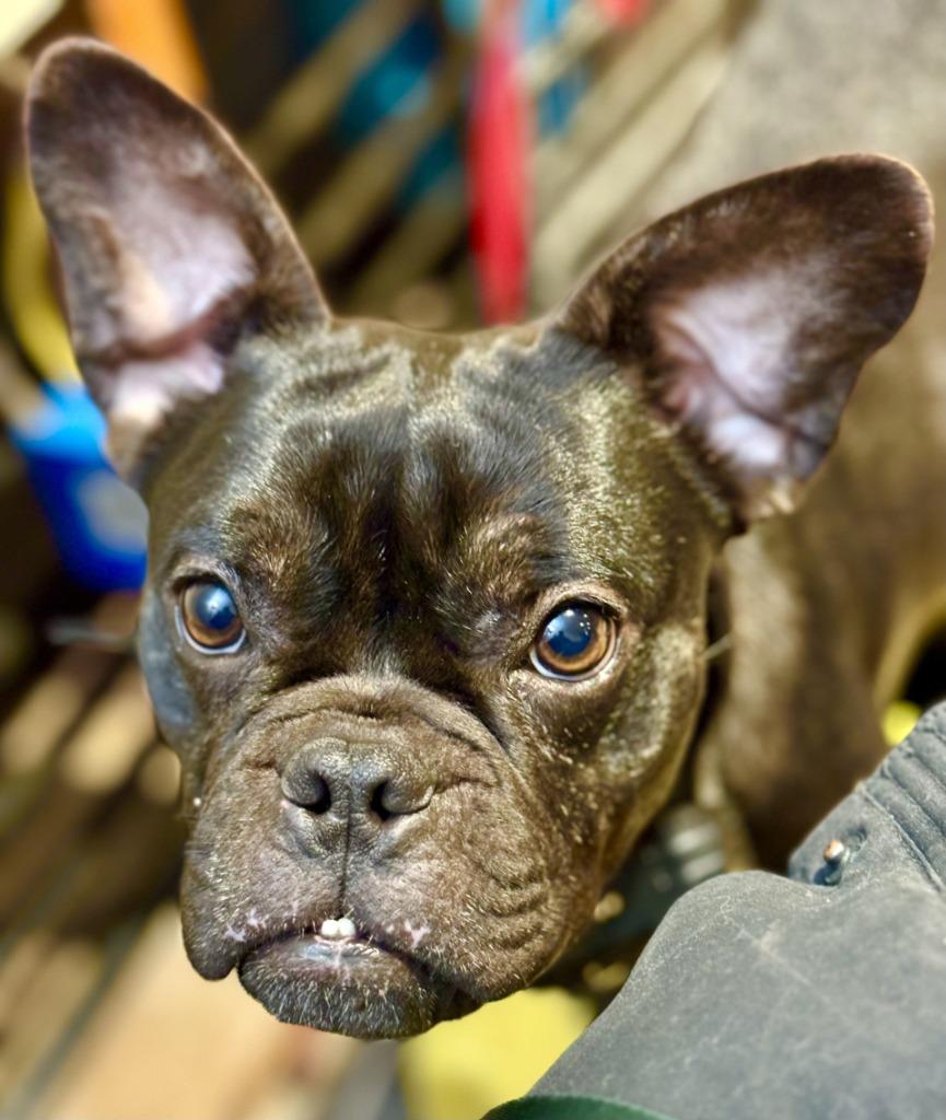 Moxie - Sponsored by Casey Johnson, Adoptable, Adult Female French Bulldog.