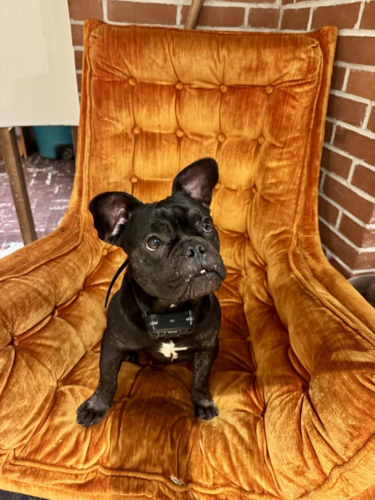 Enlarge Moxie - Sponsored by Casey Johnson, a Adoptable French Bulldog in Newberg, OR image 2/5
