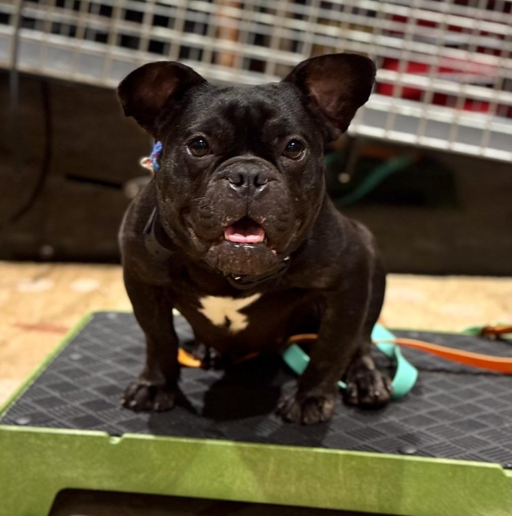 Enlarge Moxie - Sponsored by Casey Johnson, a Adoptable French Bulldog in Newberg, OR image 3/5