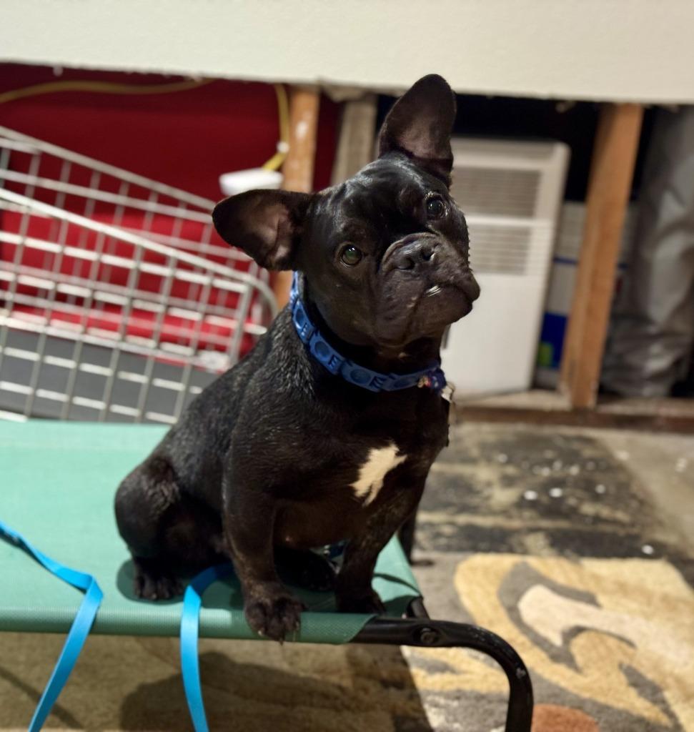 Enlarge Moxie - Sponsored by Casey Johnson, a Adoptable French Bulldog in Newberg, OR image 5/5