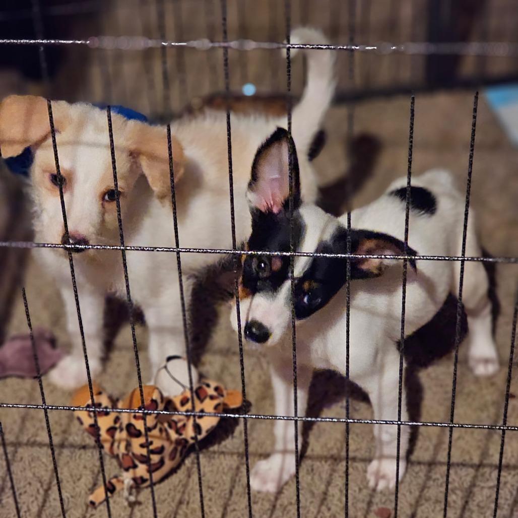 Horton, Adoptable, Puppy Male Australian Cattle Dog / Blue Heeler & Poodle.