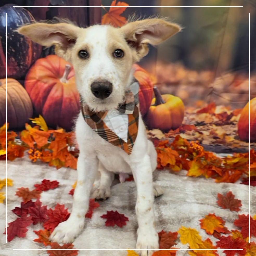 Enlarge Horton, a Adoptable mixed breed in Chandler, AZ image 2/5