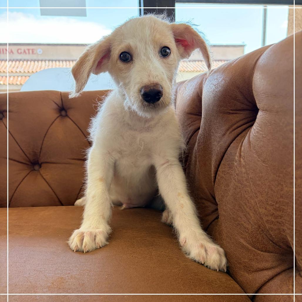 Enlarge Horton, a Adoptable mixed breed in Chandler, AZ image 3/5