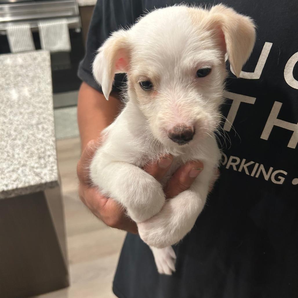 Enlarge Horton, a Adoptable mixed breed in Chandler, AZ image 4/5