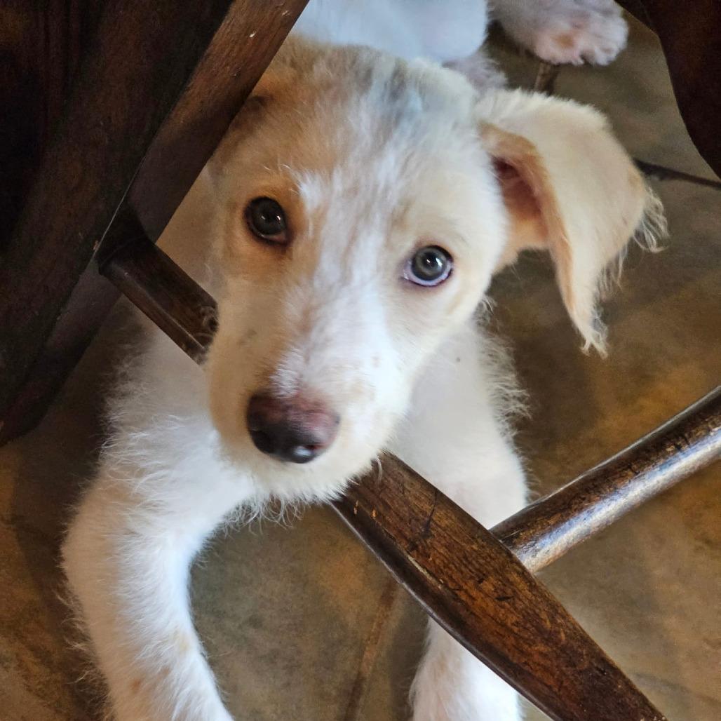 Enlarge Horton, a Adoptable mixed breed in Chandler, AZ image 5/5