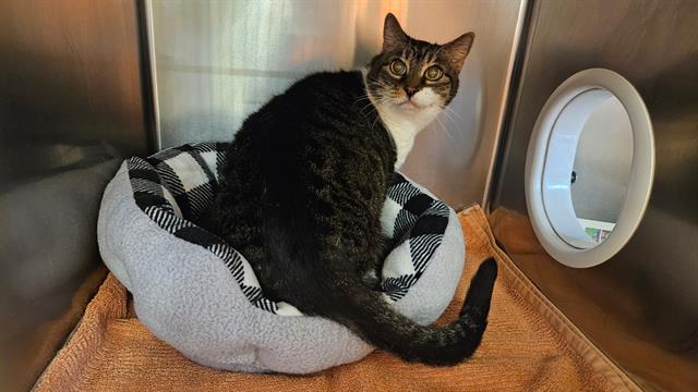 HOLLY, Adoptable, Senior Female Domestic Short Hair.