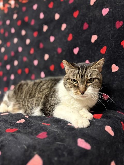 HOLLY, Adoptable, Senior Female Domestic Short Hair.