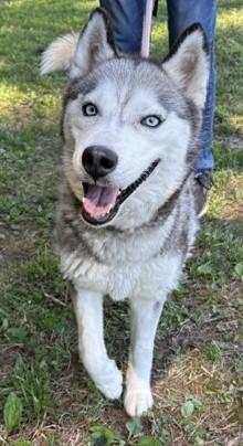 SKY, a ADOPTABLE Husky in Tappahannock, VA image 3/4